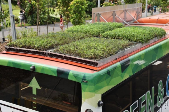 环保加节能，新加坡尝试在城市公交车顶种草