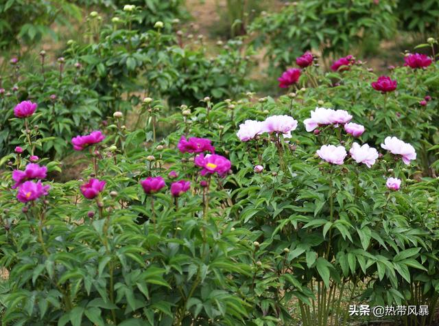 牡丹花开引客来！