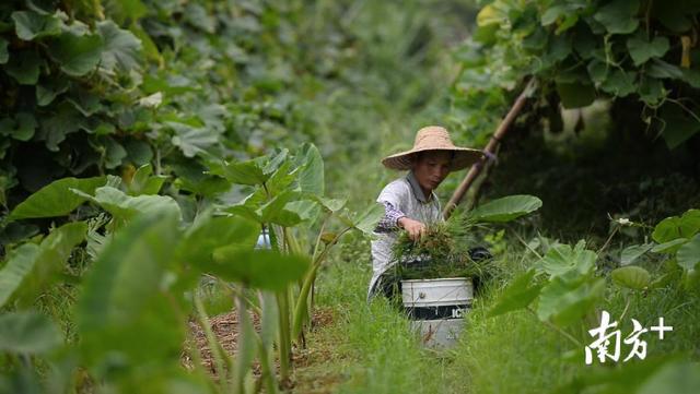 两条古村摇身一变成网红打卡点，“魔力”源头来自这里