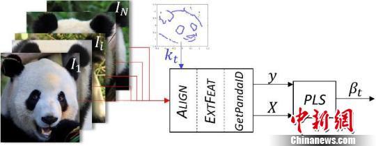 中国大熊猫个体识别技术迎新突破 实现“熊脸识别”