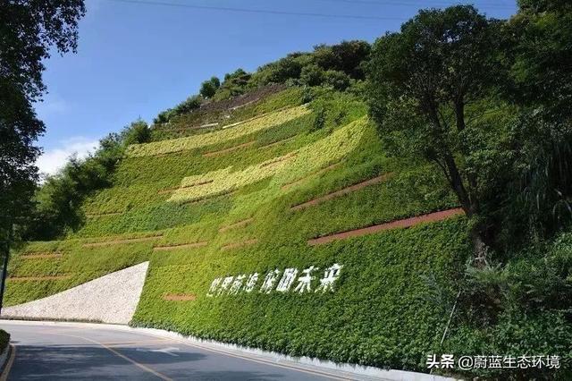 垂直绿化植物墙在森林城市绿地中的应用带来的经验与启示