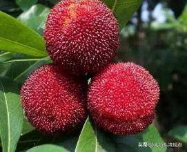 国家地理标志保护产品 ：潮阳西胪乌酥杨梅