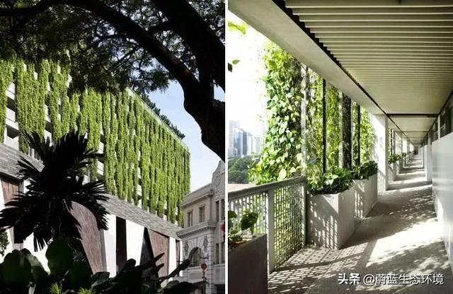 垂直绿化植物墙在森林城市绿地中的应用带来的经验与启示