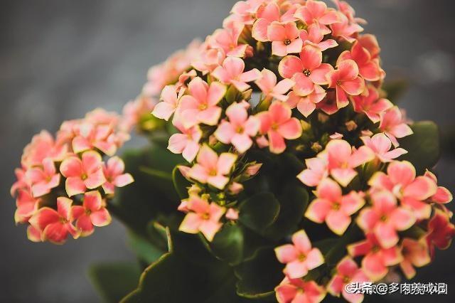 你知道的长寿花也是多肉植物，寓意大吉大利，颜色也十分讨喜