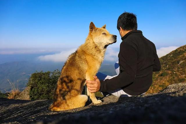 带狗出国！新加坡宠物入境如何办理？