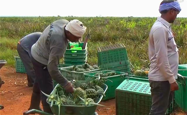 探访全球最大的菠萝种植地，很多华人在这里安了家