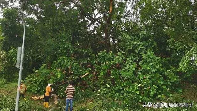 新加坡狂风暴雨来了，全岛多处大树都被连根拔起!