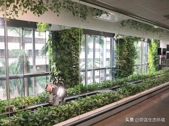 垂直绿化植物墙在森林城市绿地中的应用带来的经验与启示