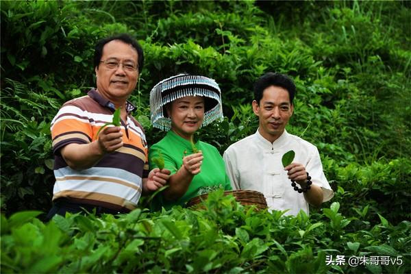 一杯八桂凌云白毫茶，醉天醉地醉情怀