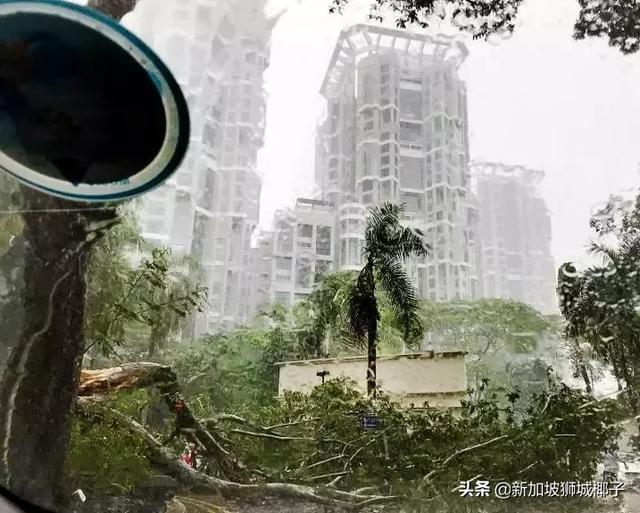 新加坡狂风暴雨来了，全岛多处大树都被连根拔起!