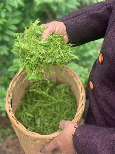 张家界莓茶：深山植物叶变身“黄金叶”敲开“幸福门”