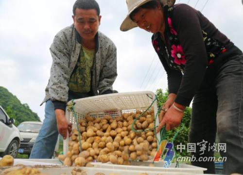 胡陈土豆卖出国！那一口软糯沙绵 是宁波人心中家乡味道