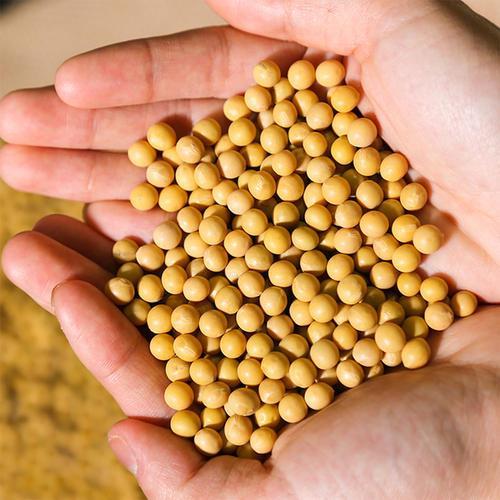 黑龙江召开农产品出口发展座谈会，推进大豆玉米大米等出口
