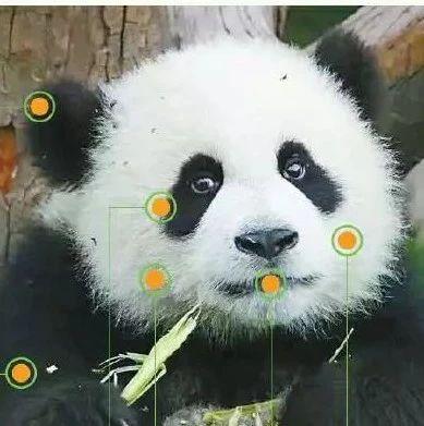 大熊猫也有认脸app了！再也不用担心喊错名字惹熊猫生气了