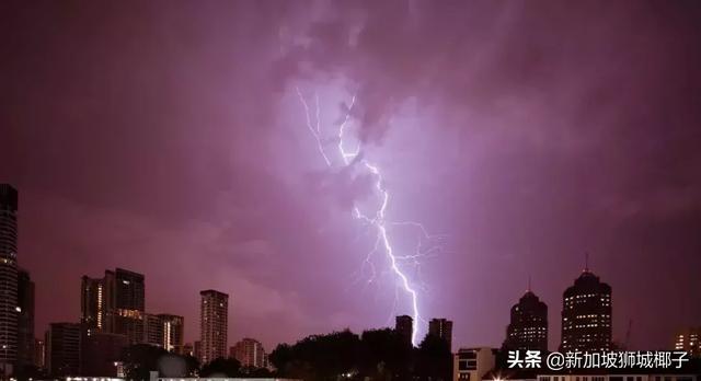 新加坡狂风暴雨来了，全岛多处大树都被连根拔起!