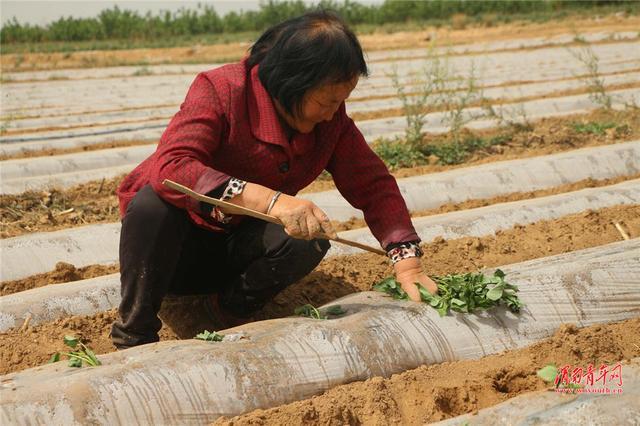 合阳县黑池镇：把小红薯做成大产业助力脱贫致富