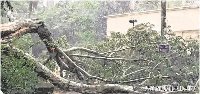 新加坡狂风暴雨来了，全岛多处大树都被连根拔起!