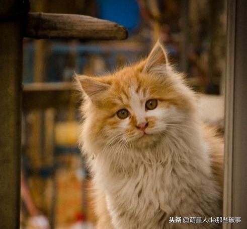 八个猫星人冷知识，铲屎官们快来长知识啦！