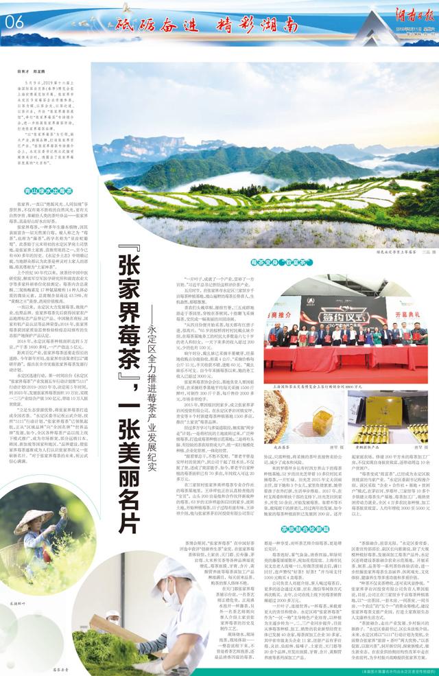 湖南日报丨永定区全力推进莓茶产业发展纪实