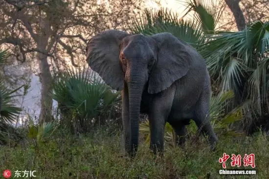 昆明海关不到5个月查获各类象牙制品451件