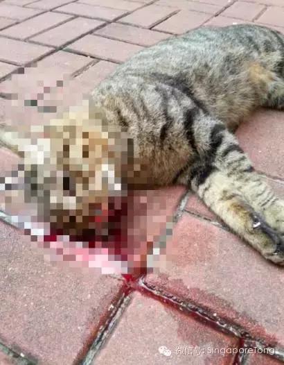 新加坡全岛追凶！一只黑猫竟被如此残忍地虐死