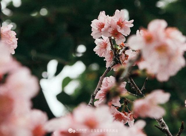 孤独的港樱，香港赏樱攻略