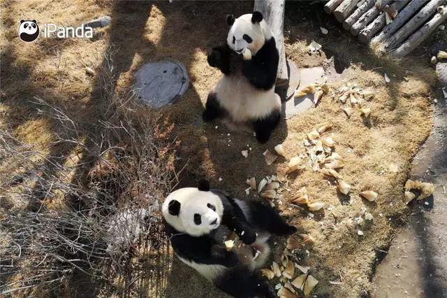 大熊猫都长一样？“熊脸识别”了解一下