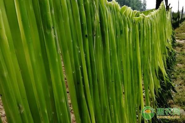 现在贡菜价格贵不贵？种植前景如何？与莴笋有什么区别？