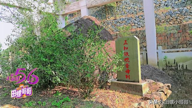 福建这种名茶，闻名海内外，可母树却备受冷落，根本没几个人知道