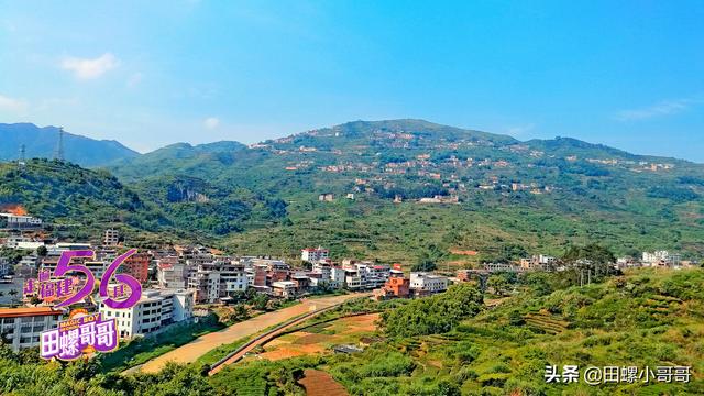 福建这种名茶，闻名海内外，可母树却备受冷落，根本没几个人知道