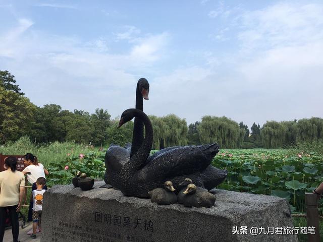 难得一见，圆明园里的一群“网红”黑天鹅