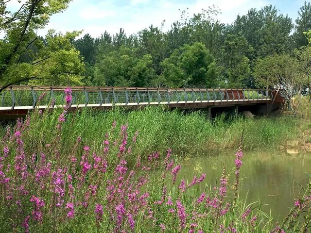 新加坡·南京生态科技岛 | 一座生态岛，处处芳菲景