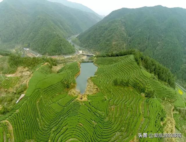 这些中国顶级茶，你都喝过吗？