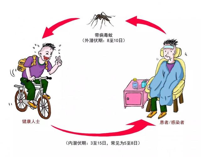 扩散提醒！请大家注意防范急性传染病“登革热”！