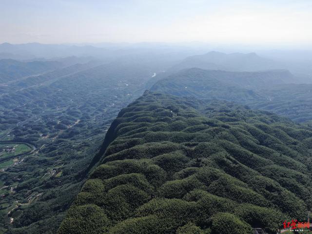 一根竹子：撬动万亿产业的杠杆