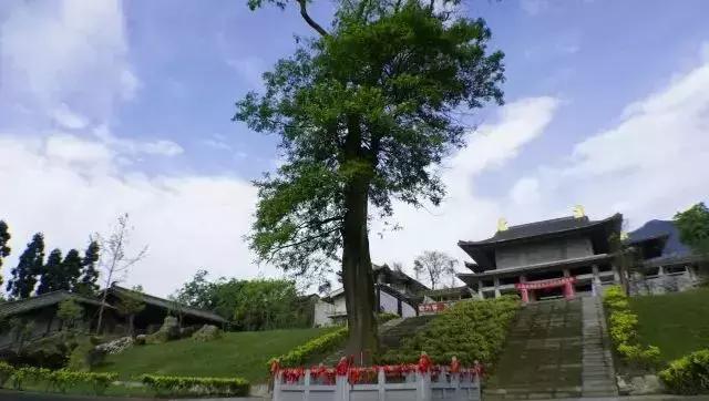 明灯推荐 | 皇家禅院绵竹吉祥寺