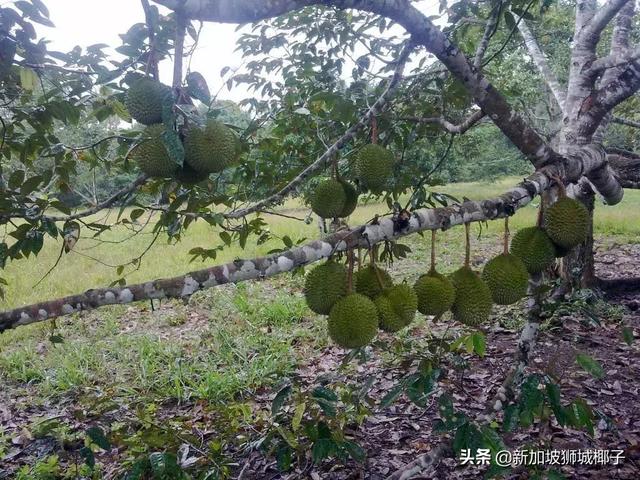 震惊！新加坡惊现免费捡榴莲胜地，已经被岛民攻陷了~