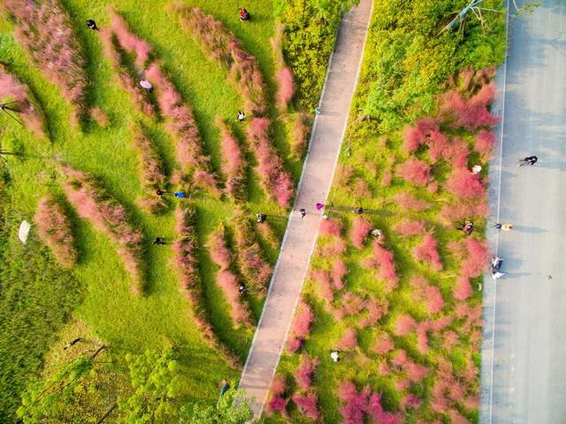 新加坡·南京生态科技岛 | 一座生态岛，处处芳菲景