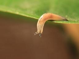 日本铁路部分路段停电致列车停运，罪首竟是只蛞蝓……