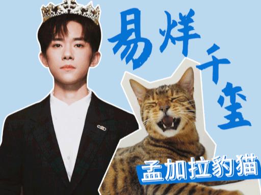 如果周震南、易烊千玺、白敬亭统统变成猫……还不进来撸？