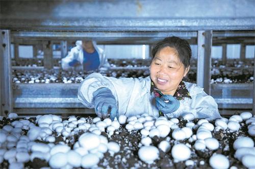 永州对接粤港澳大湾区“菜篮子”建设系列报道：让永州蔬果飘香大湾区