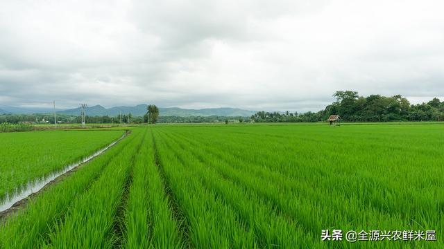 可以和稻花香一较高下的万昌大米，到底为何广受欢迎？