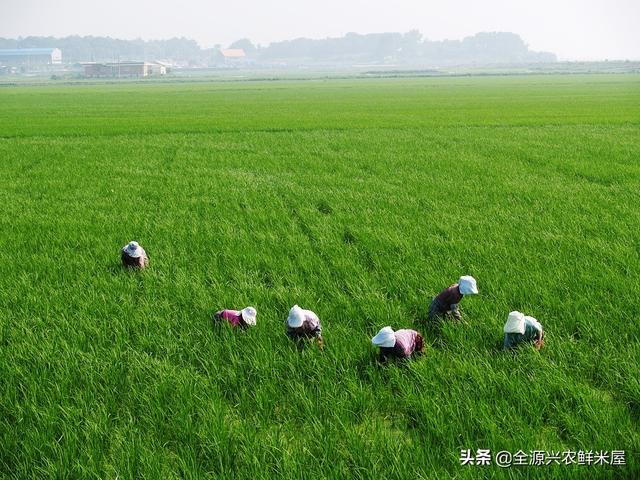 可以和稻花香一较高下的万昌大米，到底为何广受欢迎？