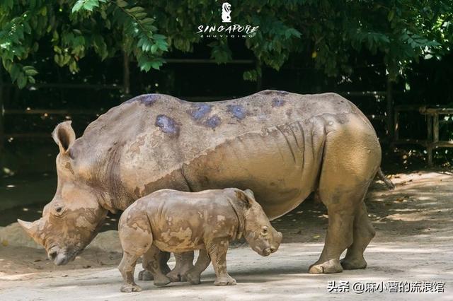 端午假期国内景点人挤人，不如带孩子去世界最大的动物园涨姿势