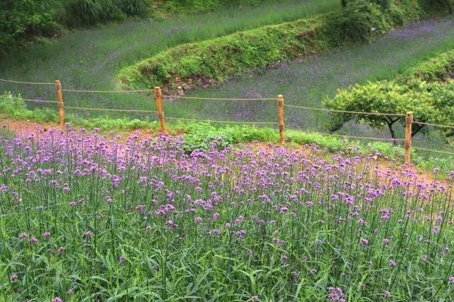 福建最美民宿季丨沐花香而心悦，邀白云入吾舍，百年鼓岭上秘密花园