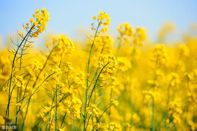 油菜花也这么值钱？成都这家公司提取花中“绿色宝贝”出口30多个国家！