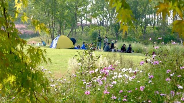 新加坡·南京生态科技岛 | 一座生态岛，处处芳菲景