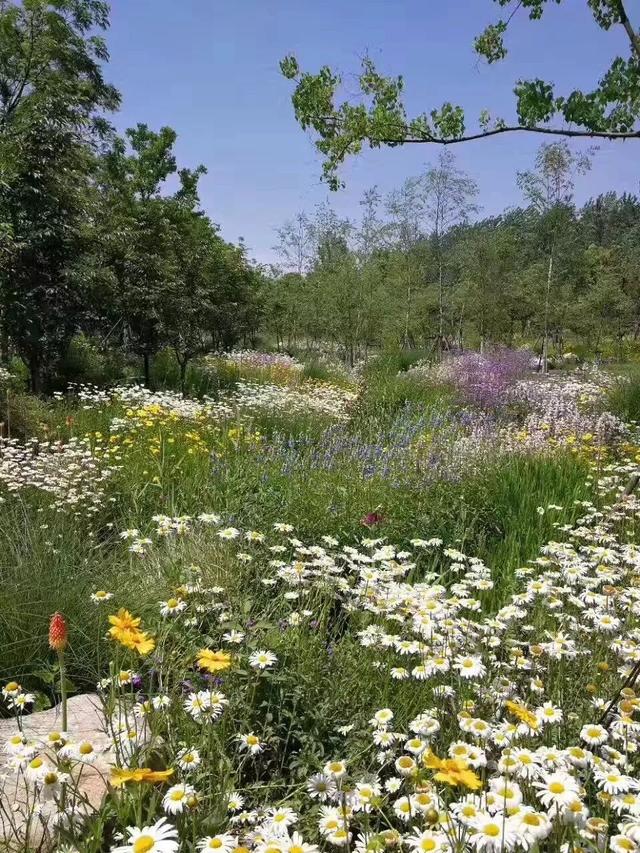 新加坡·南京生态科技岛 | 一座生态岛，处处芳菲景