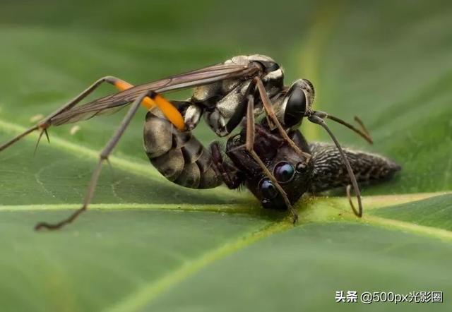 流浪在新加坡的上海小囡，将一虫一世界装进镜头里