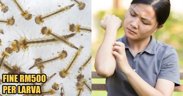 马来西亚爆发登革热，政府颁新规整治：家中有蚊虫一律罚款